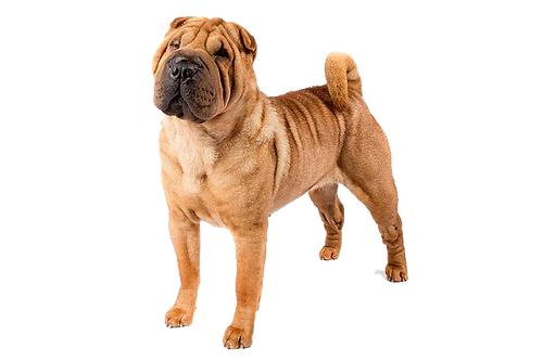 T-Rex Elk Antler Chew