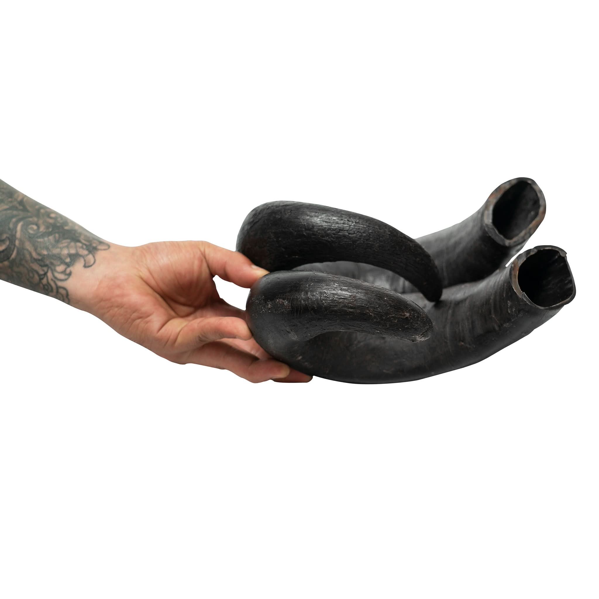 T-Rex Elk Antler Chew by Maxthat1Mastiff