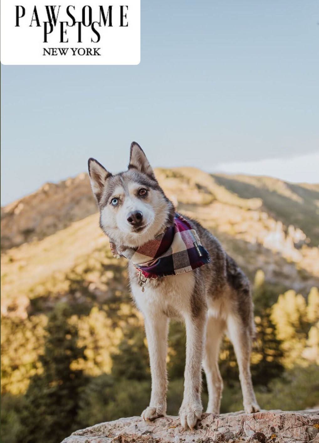 BANDANA - ALPINE by PAWSOME PETS