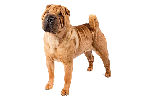 WELCOME ANIMAL FRIENDZ by Maxthat1Mastiff