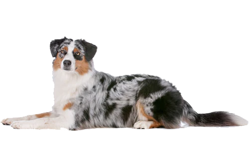 WELCOME ANIMAL FRIENDZ