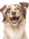 WELCOME ANIMAL FRIENDZ by Maxthat1Mastiff
