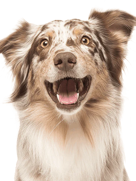 WELCOME ANIMAL FRIENDZ