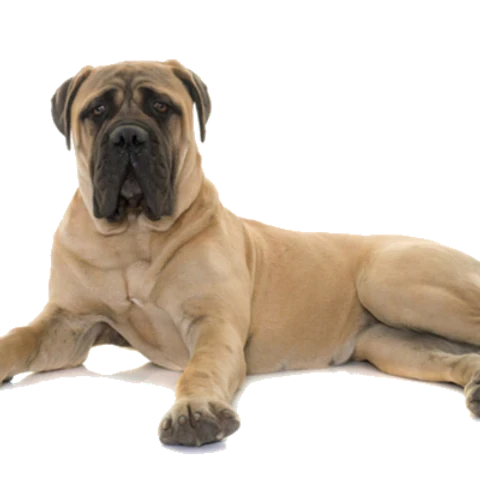 T-Rex Moose Antler Chew by Jagerhund