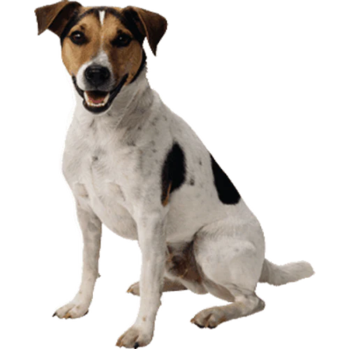 WELCOME ANIMAL FRIENDZ