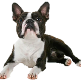 WELCOME ANIMAL FRIENDZ