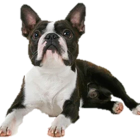 Small Elk Chew for dogs 10-20 lbs; sold solo; 1 antler; ideal hardness; breeds: Boston Terrier, Beagle, Bichon Frise.