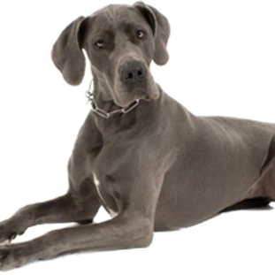 T-Rex Moose Antler Chew by Jagerhund