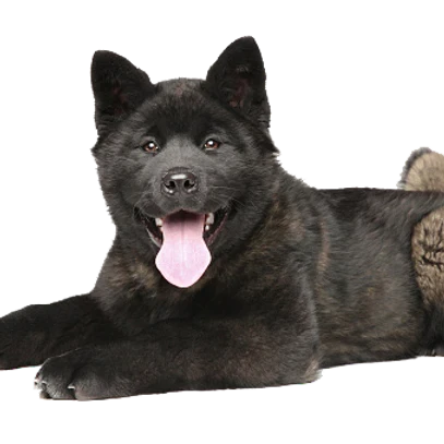 T-Rex Moose Antler Chew by Jagerhund