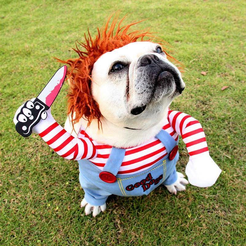 Funny Halloween Pet Costume: Dagger Pet Changing Clothes by Dog Hugs Cat