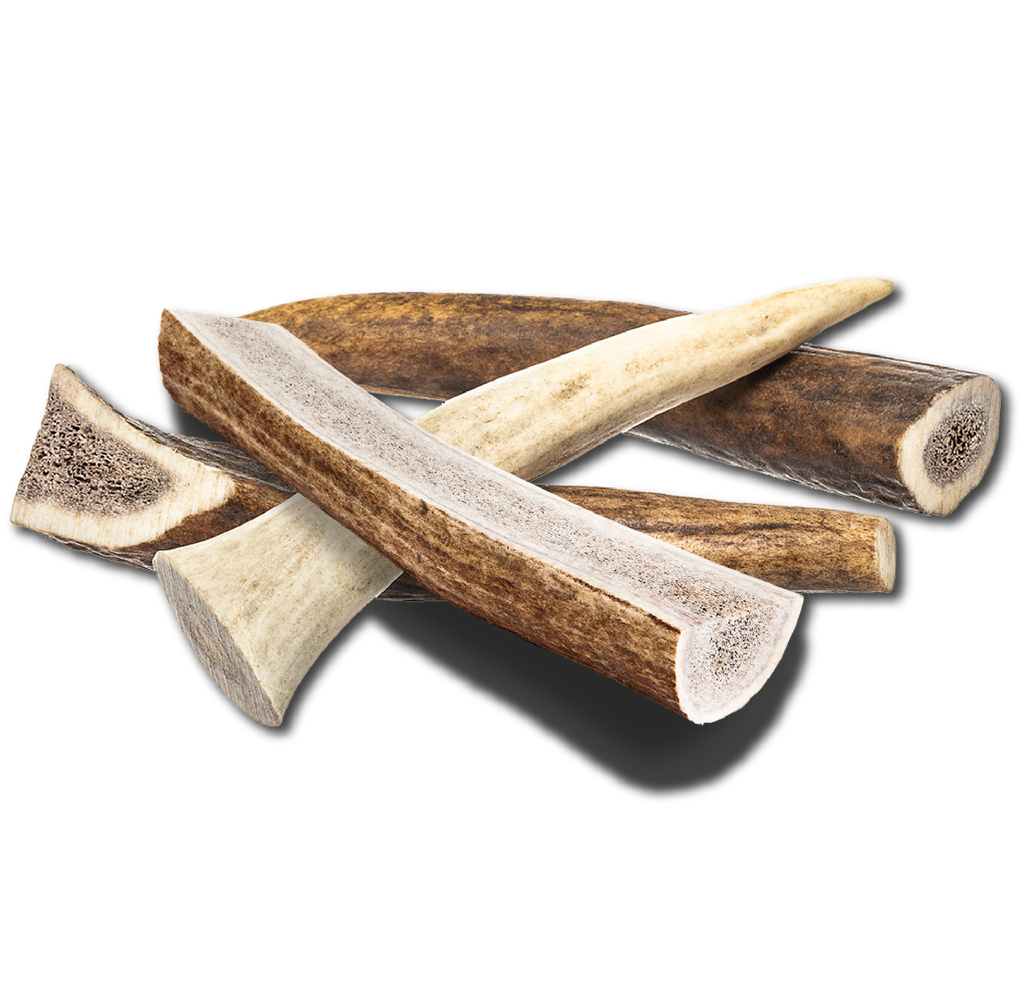 Small Elk Chew: single elk antler piece for dogs 10–20 lbs; ideal hard chew for Beagle, Boston Terrier.